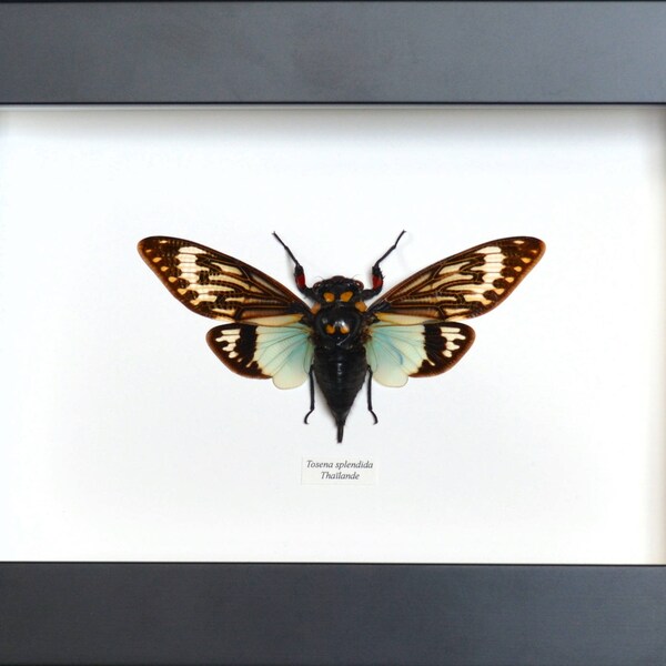 Cigale "Tosena splendida" from Thailand naturalized in France, black frame