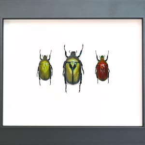 Peut inclure: Une œuvre encadrée présentant trois illustrations détaillées d'insectes. Les insectes sont affichés sur un fond blanc dans un cadre gris foncé. Les insectes sont de couleurs vertes et rouges.
