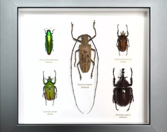 Cinq coléoptères représentatifs des formes et couleurs extraordinaires de ces magnifiques insectes.