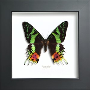 Peut inclure: Un spécimen encadré de papillon Urania ripheus de Madagascar, présenté sur un fond blanc. Le papillon présente des ailes noires avec des bandes vert irisé et des marques vibrantes orange, rose et violet sur les bords inférieurs des ailes.