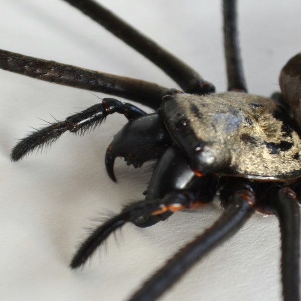 Araignée à la toile géante Nephila maculata de très grande qualité. Cet exemplaire est de belle taille  : 160 mm !