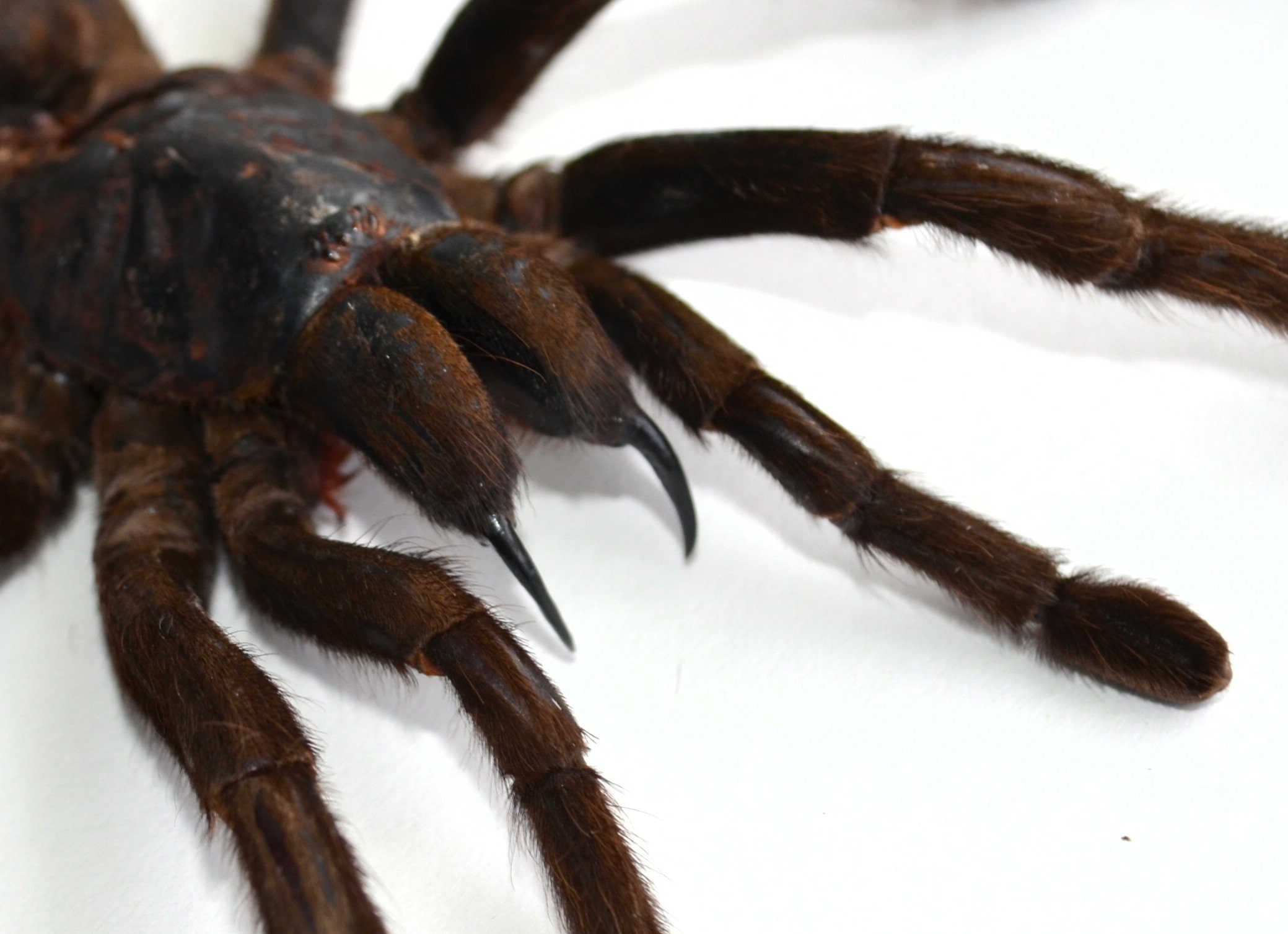 Large naturalized Thai tarantula with very impressive chelicerae! Length 145 mm