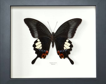 Envergure 132 mm ! Véritable papillon naturalisé Papilio iswara encadré, un géant de Malaisie. Présentation en verso.