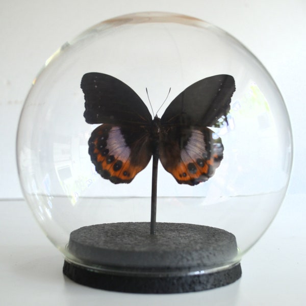 Pièce unique. Grande Papillon Hypolimnas pandarus dans un globe en verre de diamètre 15cm avec base noire vernie en liège. Qualité extra !