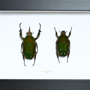 Peut inclure: Présentation entomologique encadrée avec deux coléoptères verts aux marques foncées. Les insectes sont montés sur fond blanc dans un cadre noir. Le nom scientifique est imprimé en dessous.