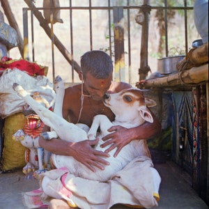 Indian man cuddles holy cow orissa puri india mediumformat photography ready to ship