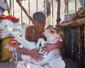 Indian man cuddles holy cow orissa puri india mediumformat photography ready to ship