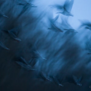 Into the Blue by Marius Cepulis | Fine Art Print | Nature Photography | Wall Art | Geese/Birds/Nature/Wildlife/