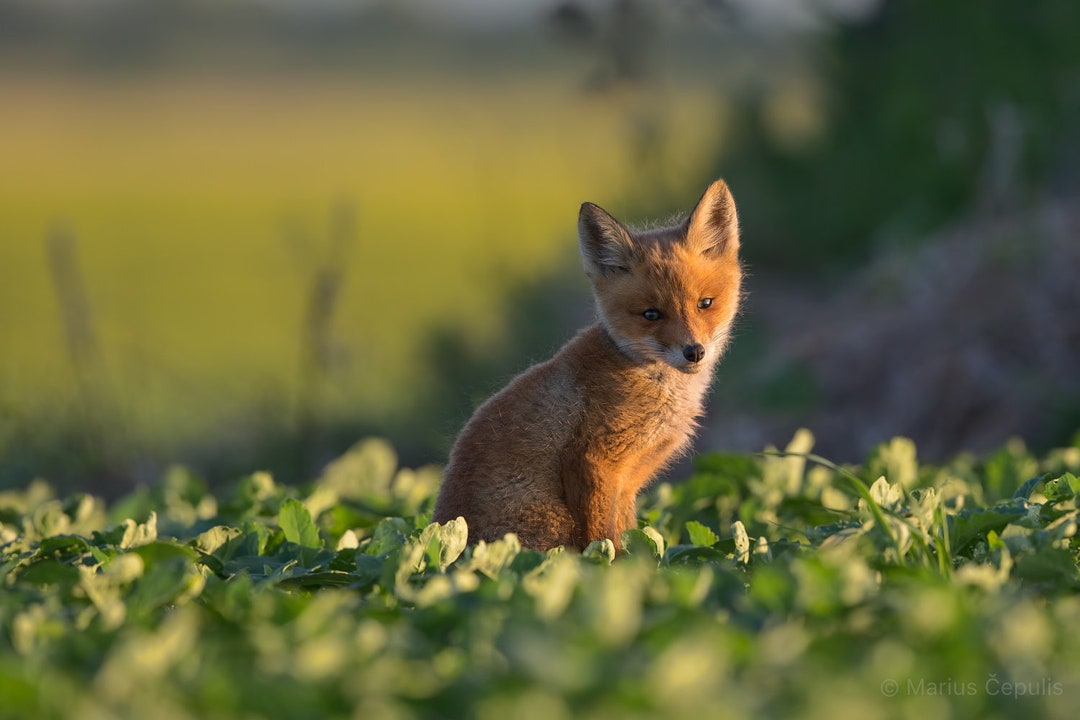 Evening by Marius Cepulis Fine Art Print Nature Photography Wall Art