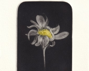 Estampe originale, mezzotint à partir d'une gravure sur cuivre: "Leucanthemum vulgare". - 2024-