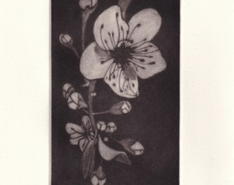 Original print, mezzotint from a copper engraving: "Prunus Japonica series, plate II black and white". - 2024-