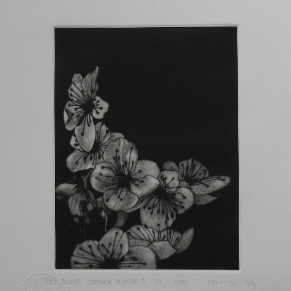Estampe originale, mezzotint à partir d'une gravure sur cuivre: "Série Prunus Japonica, planche III noir et blanc". - 2024-