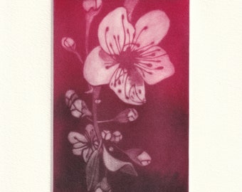 Estampe originale, mezzotint à partir d'une gravure sur cuivre: "Série Prunus Japonica, planche II couleur". - 2024-