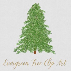 Art peint de clip d’arbre à feuilles persistantes agrafe peinte à la main arbre vert arbre d’hiver clip art d’hiver
