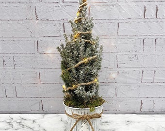 50cm Real Potted Christmas Tree With Lights