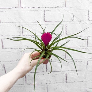 2 Pcs Artificial Air Plants Faux Flocking Tillandsia Succulents Bromeliads  Octopus Shape