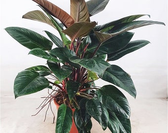 100-110cm Philodendron Rojo Congo 27cm Pot House Plant
