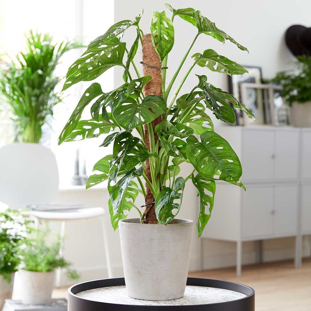 Monstera Adansonii Moss pole Swiss Cheese House Plant Etsy