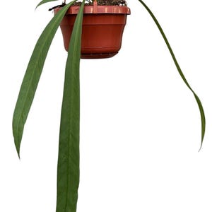 Anthurium Vittarifolium House Plant 14cm Pot