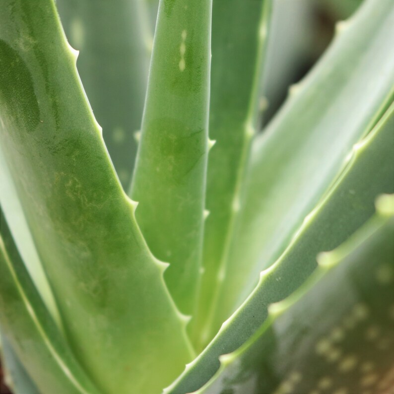 Aloe Vera Plant House Plant 13cm Pot 40cm Height Etsy