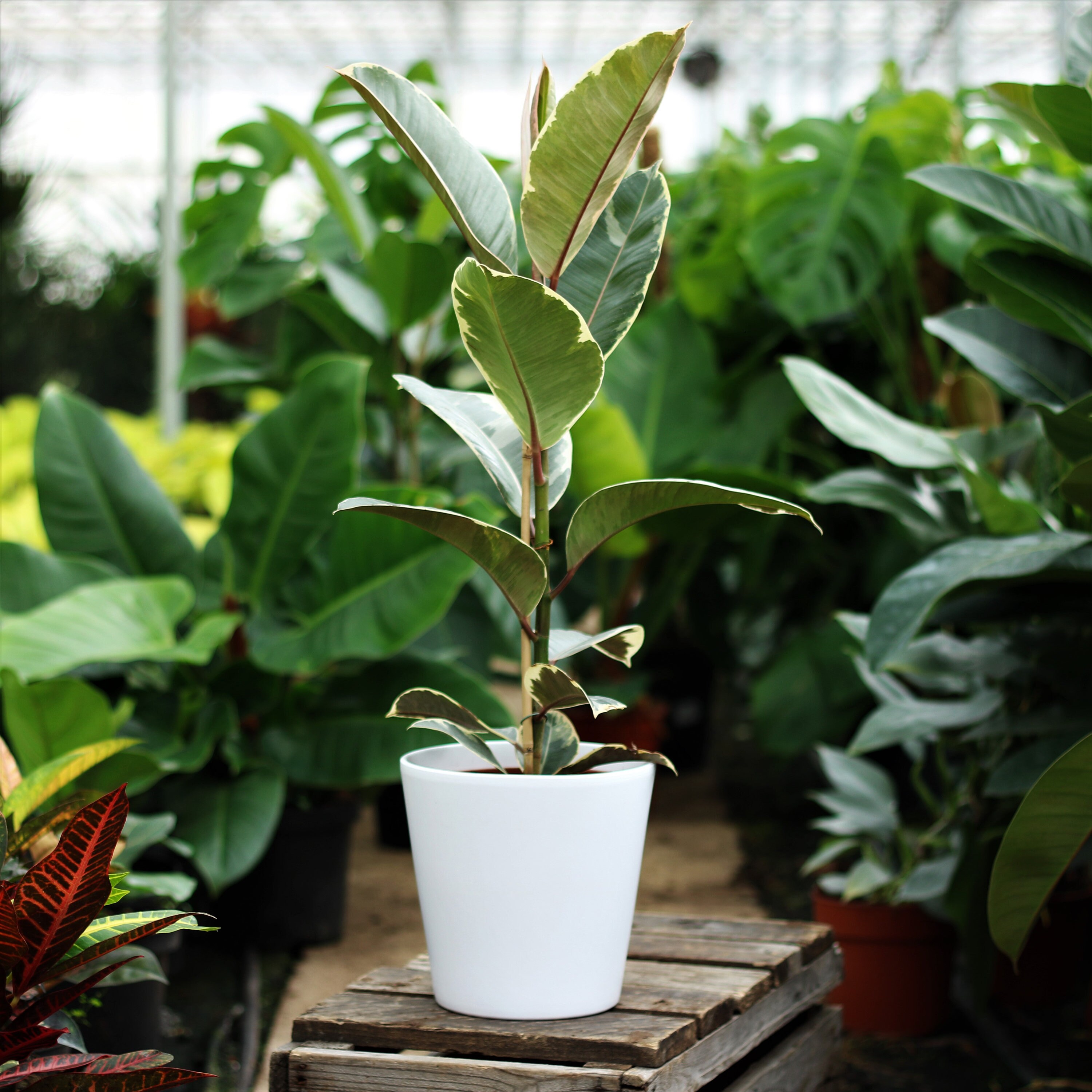Ficus Tineke Variegated Rubber Plant House Plant 17cm Etsy