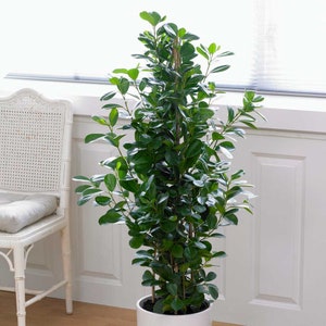 115 - 130cm Ficus Microcarpa Moclame 3 Stem Rubber Plant  21cm Pot House Plant