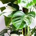 see more listings in the Indoor Plants section