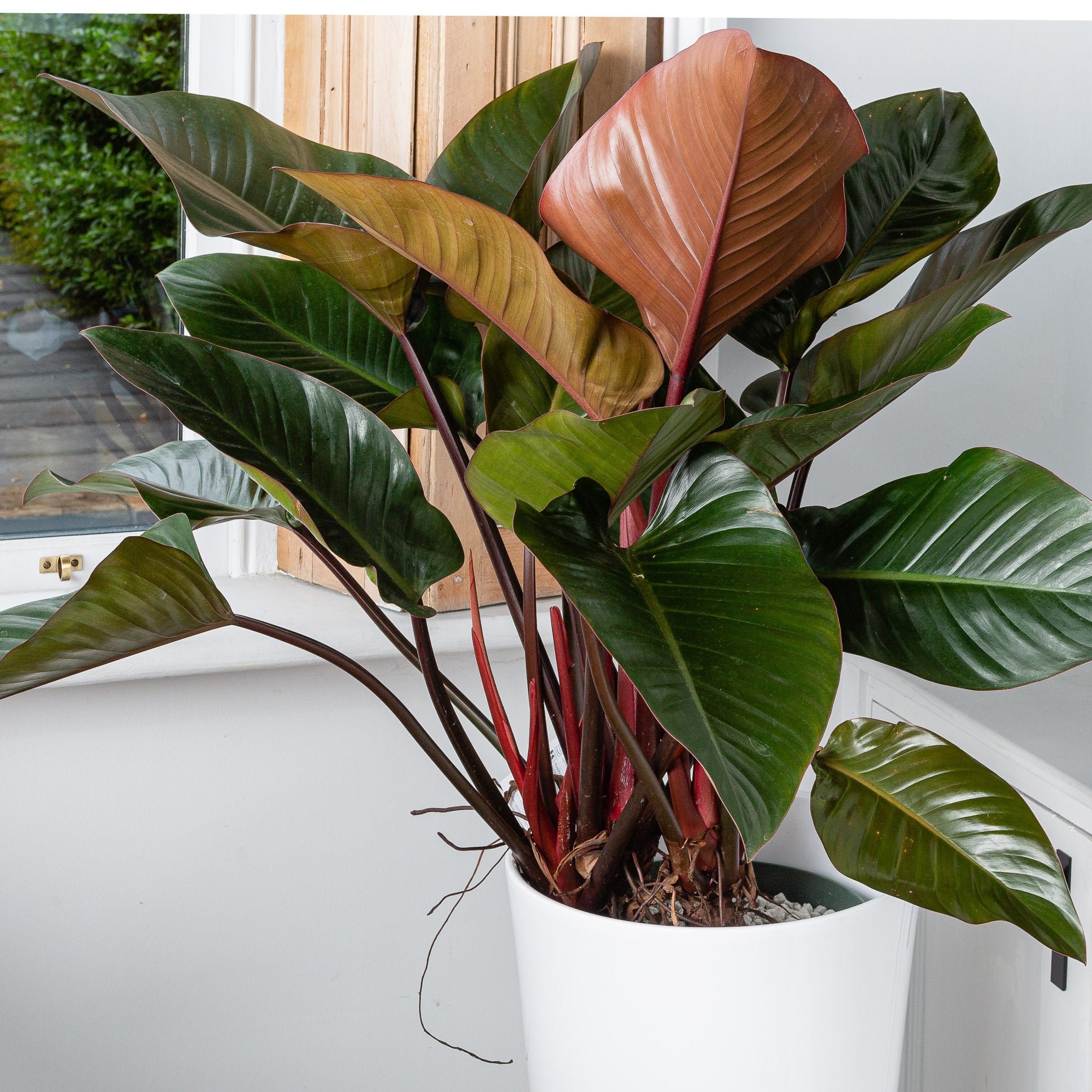 Leeds horisont otte Philodendron Red Beauty House Plant 30m Pot 100cm Height - Etsy Israel
