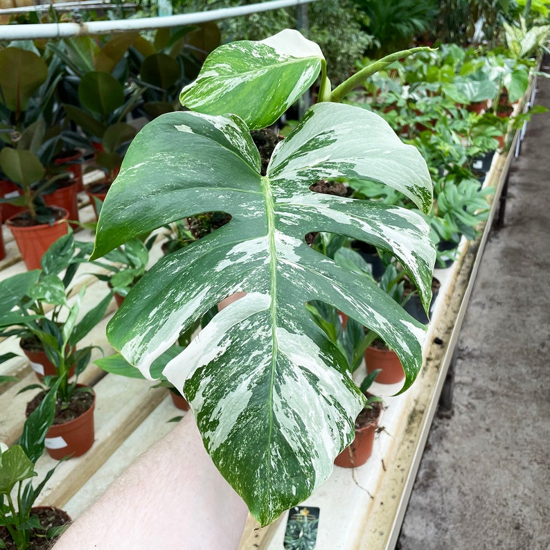 35cm Monstera Variegata Variegated Monstera Albo Variegata 17cm Pot 35cm Height image 1