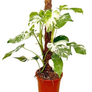 May include: A variegated Monstera plant with large, heart-shaped leaves featuring white and green patterns. The plant is supported by a central brown coir moss pole and is potted in a simple, round, terracotta-coloured plastic container.
