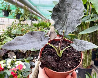 Alocasia Antoro | Rare House Plant | 14cm Pot | 20cm Height
