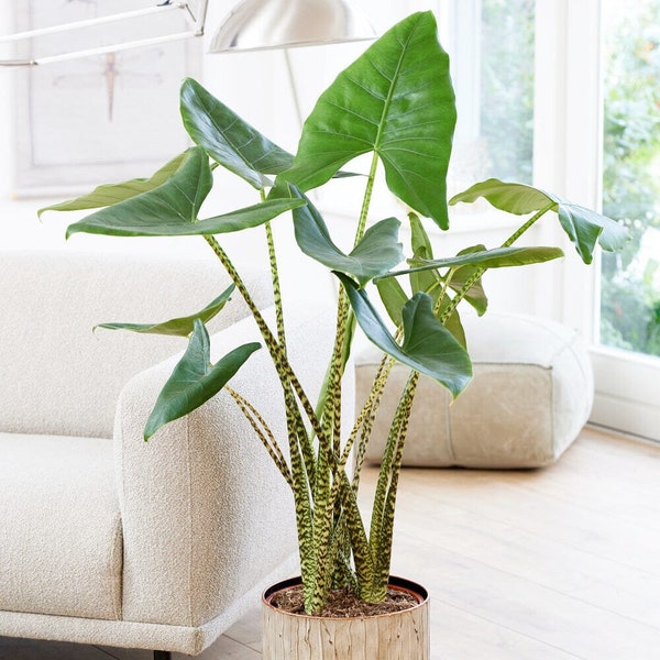 100 - 130cm XL Alocasia Zebrina Elephant Ear 24cm Pot House Plant