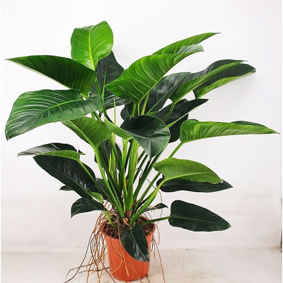 100-110cm Philodendron Congo Millions 27cm Pot House Plant - Etsy.de