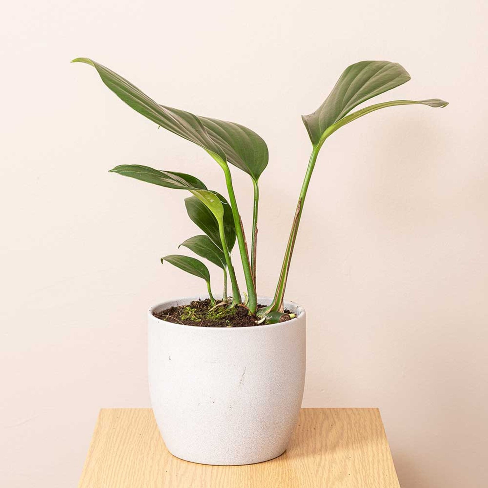 Philodendron Dragon Tail Rare House Plant 14cm Pot 20cm | Etsy
