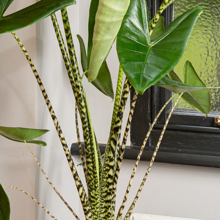Alocasia Zebrina XL Zebra Plant House Plant 27cm Pot Etsy