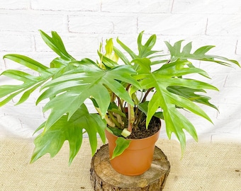 45 - 55cm Philodendron Mayoi 19cm Pot House Plant