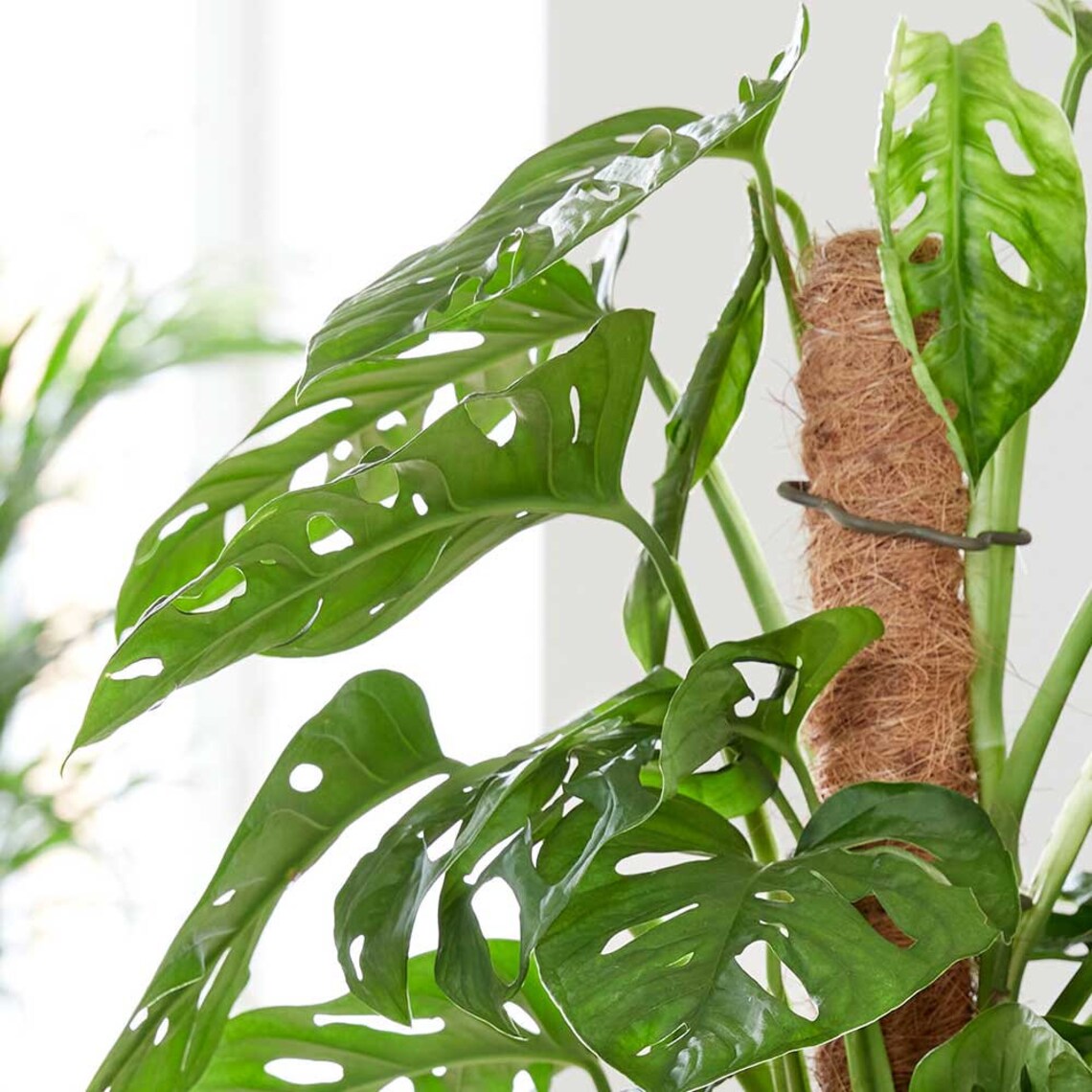 Monstera Adansonii Moss pole Swiss Cheese House Plant Etsy