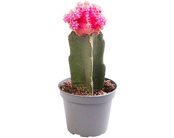 Gymnocalycum Pink Cactus House Plant 6cm Pot