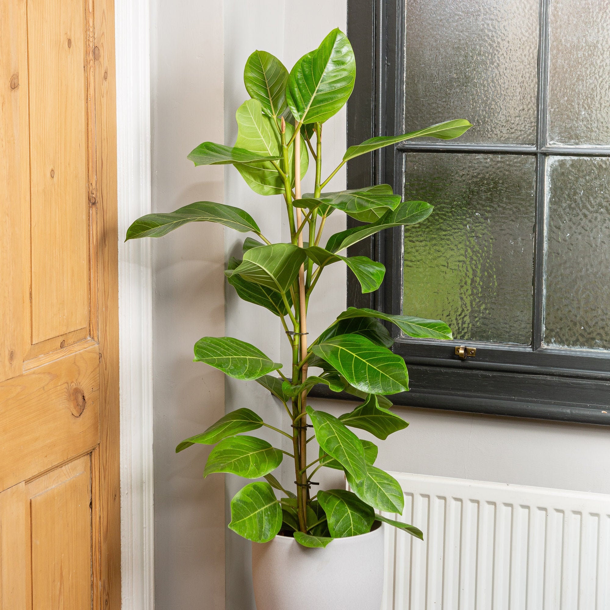 Ficus Altissima 2 Stem House Plant 21cm Pot 95cm Height Etsy