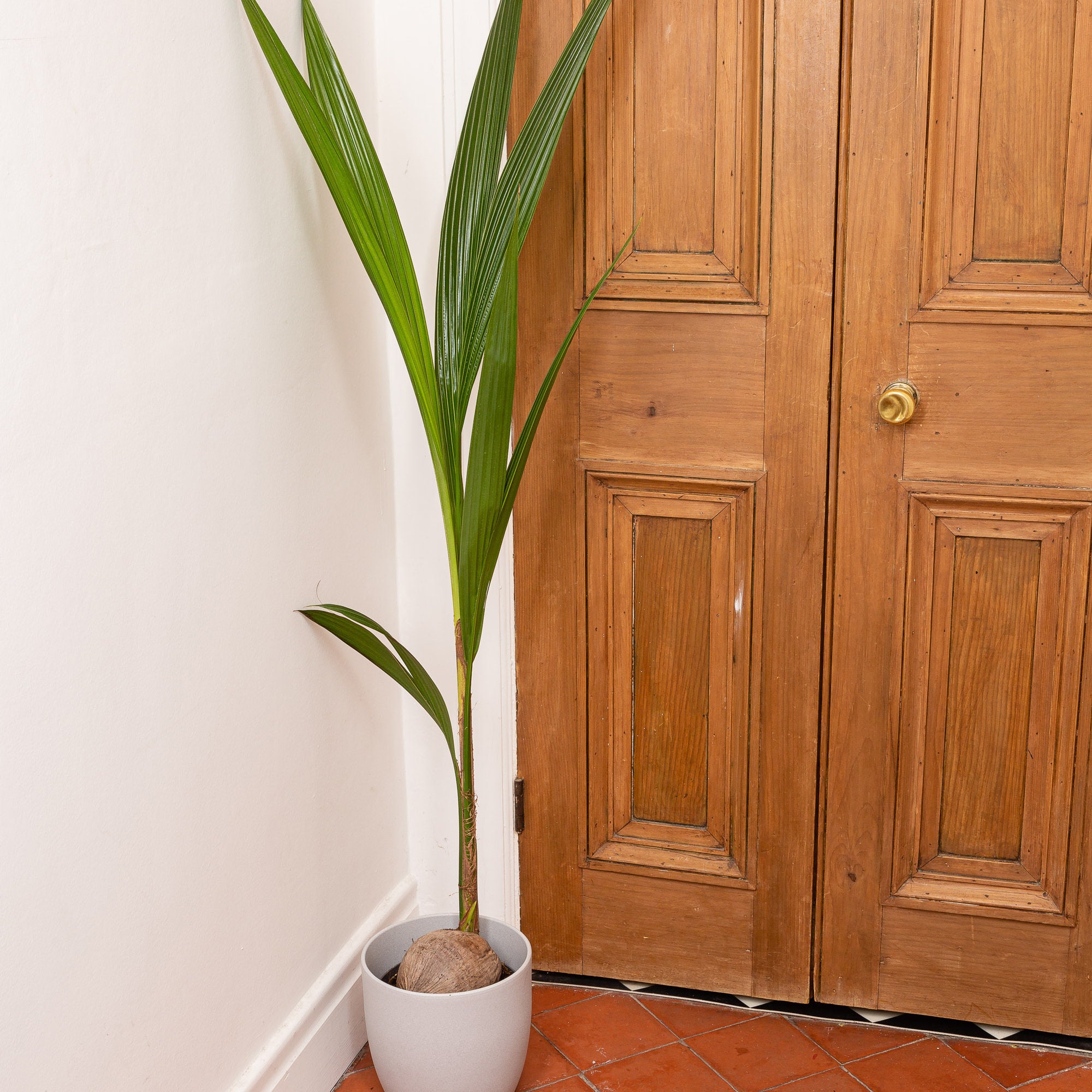 120cm Coconut Tree House Plant 19cm Pot 120cm Height Etsy