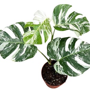 40 - 50cm Variegated Monstera Albo Cheese Plant 17cm Pot