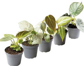 Rare Plant Collection - Baby Houseplants