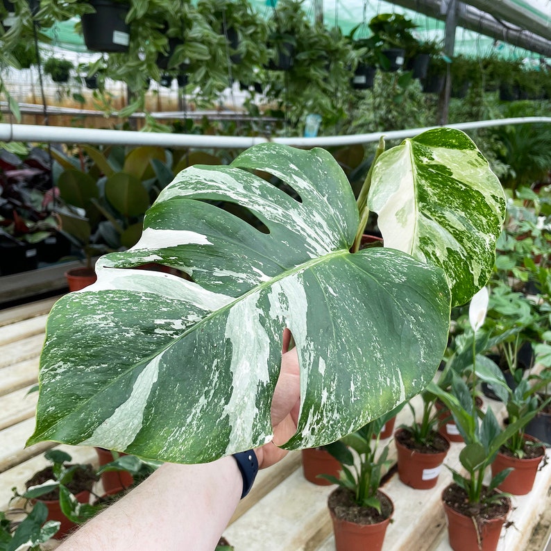 35cm Monstera Variegata Variegated Monstera Albo Variegata 17cm Pot 35cm Height image 2