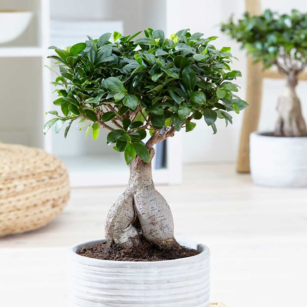Buy 25 35cm Ficus Ginseng Bonsai Rubber Plant 12cm Pot House Plant Online  in India - Etsy