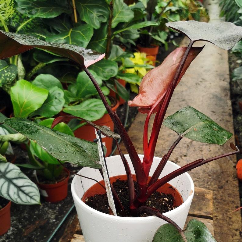 Philodendron Pink Princess Rare House Plant 15cm pot 30cm Etsy