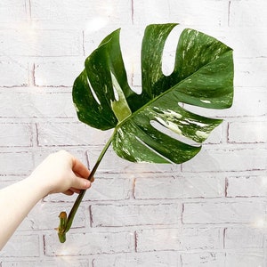 Cuttings Variegated Monstera Albo Variegata Cheese Plant  Variegated