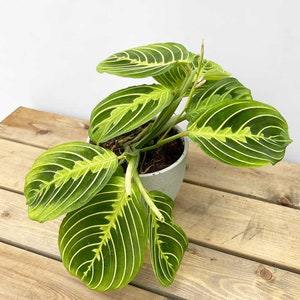 18+ Propagate Prayer Plant