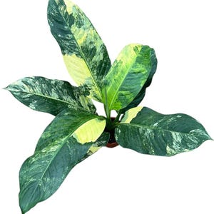 Dieffenbachia Big Ben Variegata House Plant 17cm Pot