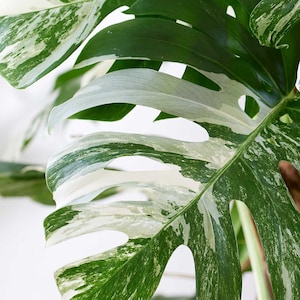 Variegated Monstera Albo Cutting