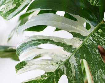 Variegated Monstera Albo Cutting